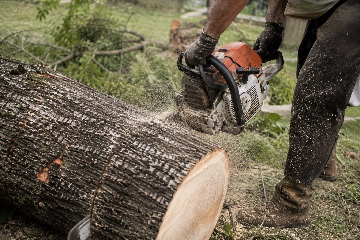 Chainsaw tree cutting service Tuscaloosa AL — tree removal Tuscaloosa Alabama